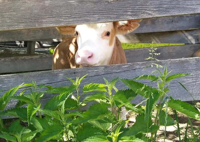 Apartment Seraphine Und Theresia *